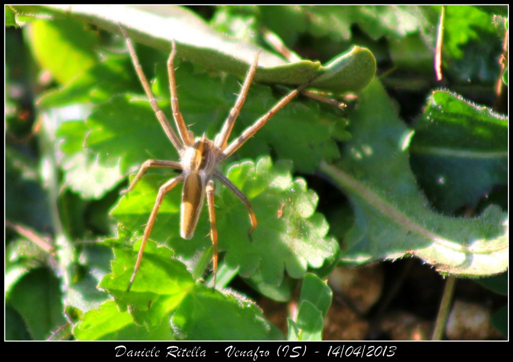 Pisaura sp. - Venafro (IS)